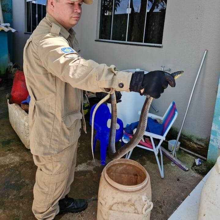 Bombeiros resgatam cobra caninana em edícula de residência_6623d90cc6041.jpeg